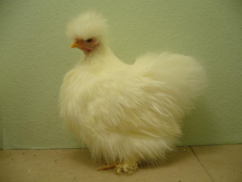 Munster 2009 334.jpg - Siamesische Seidenhühner weiss von Nils Püth